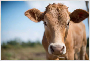 An image of a cow looking to camera.