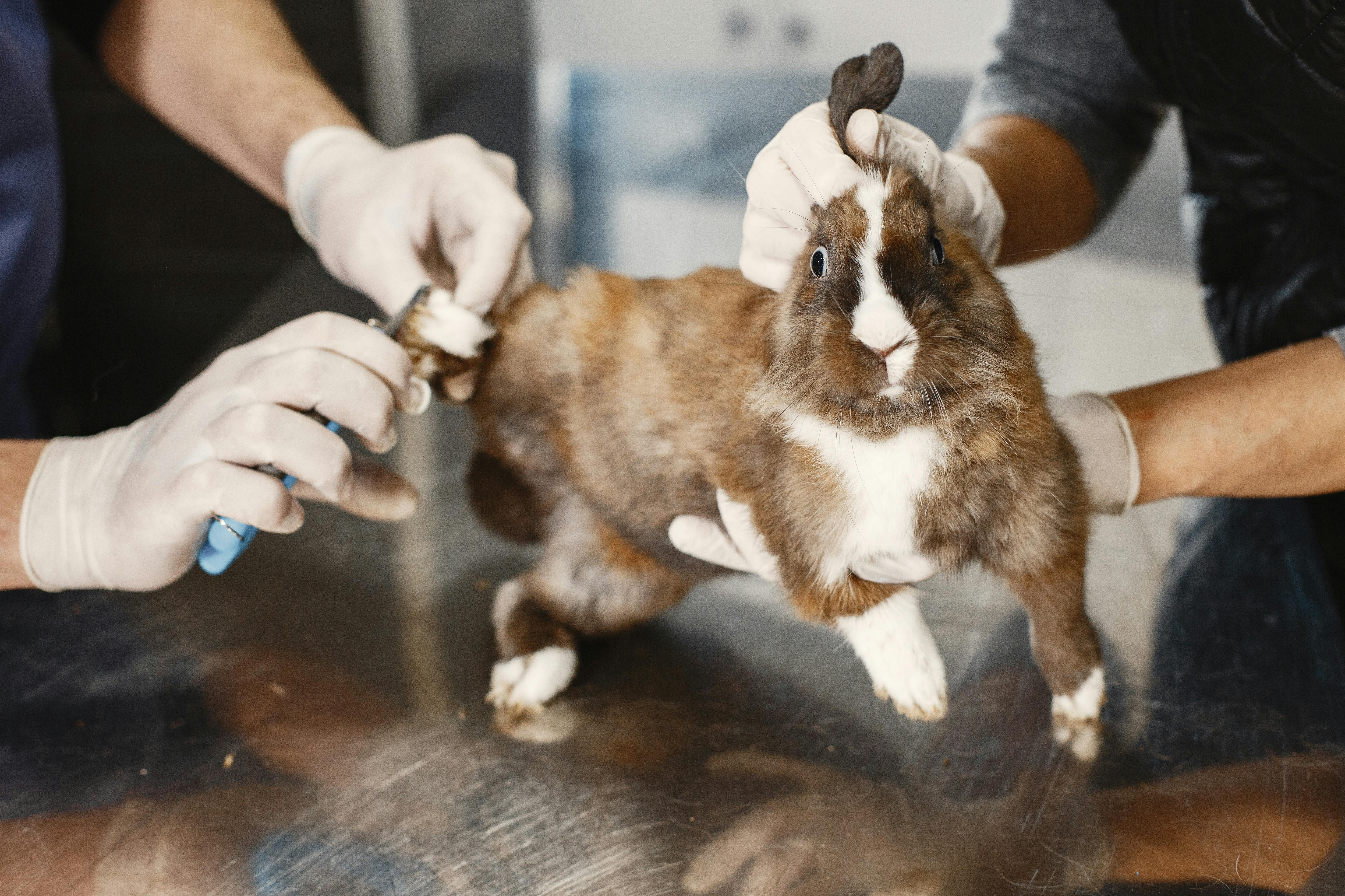 The Complete 2026 Maintenance Guide for Pet Grooming Kits
