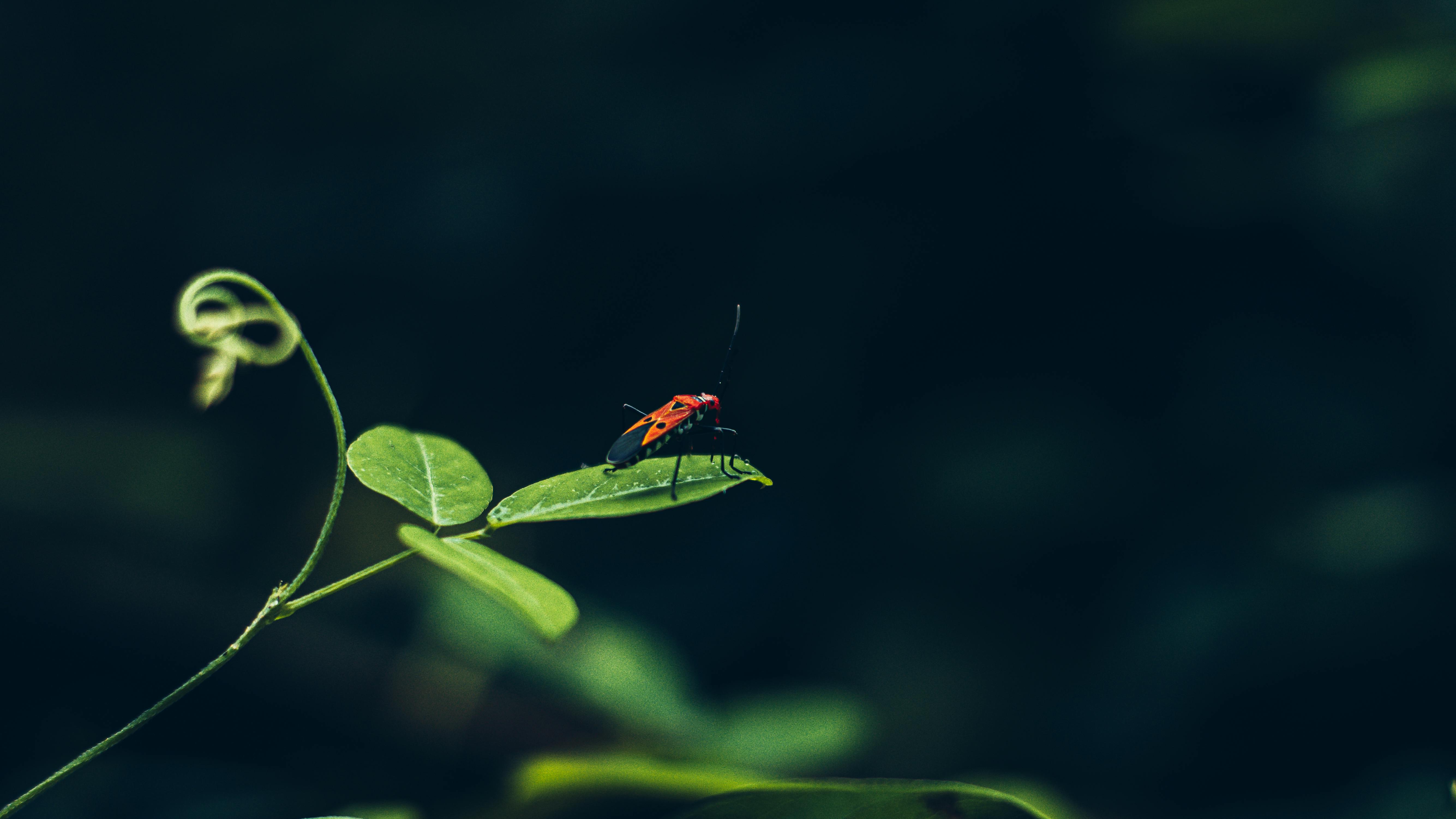 Macro Marvels: Miniature Optics, Magnification, and the Science of Close-Up Photography