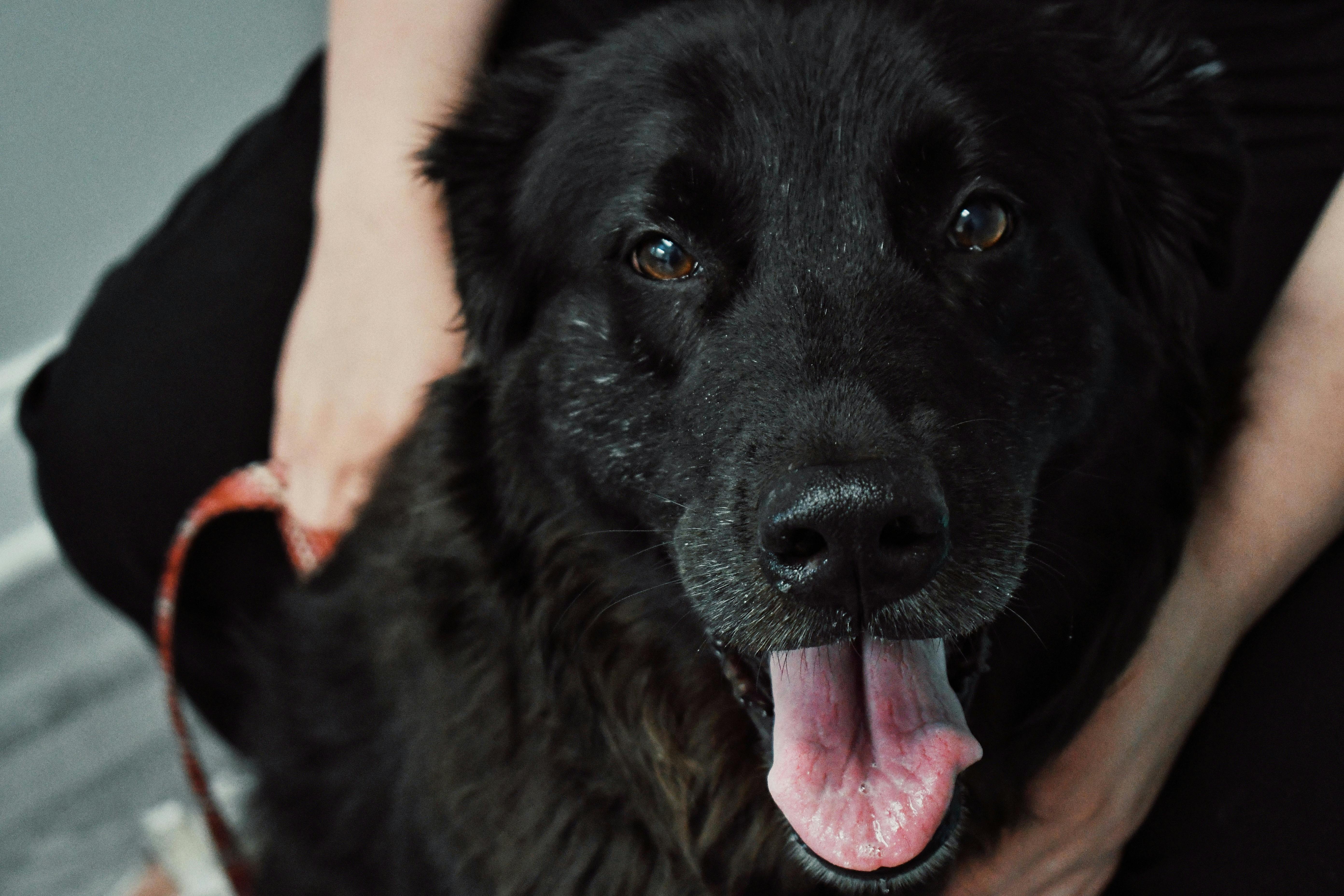 The Science of De-Shedding: Undercoat Management and Respiratory Health