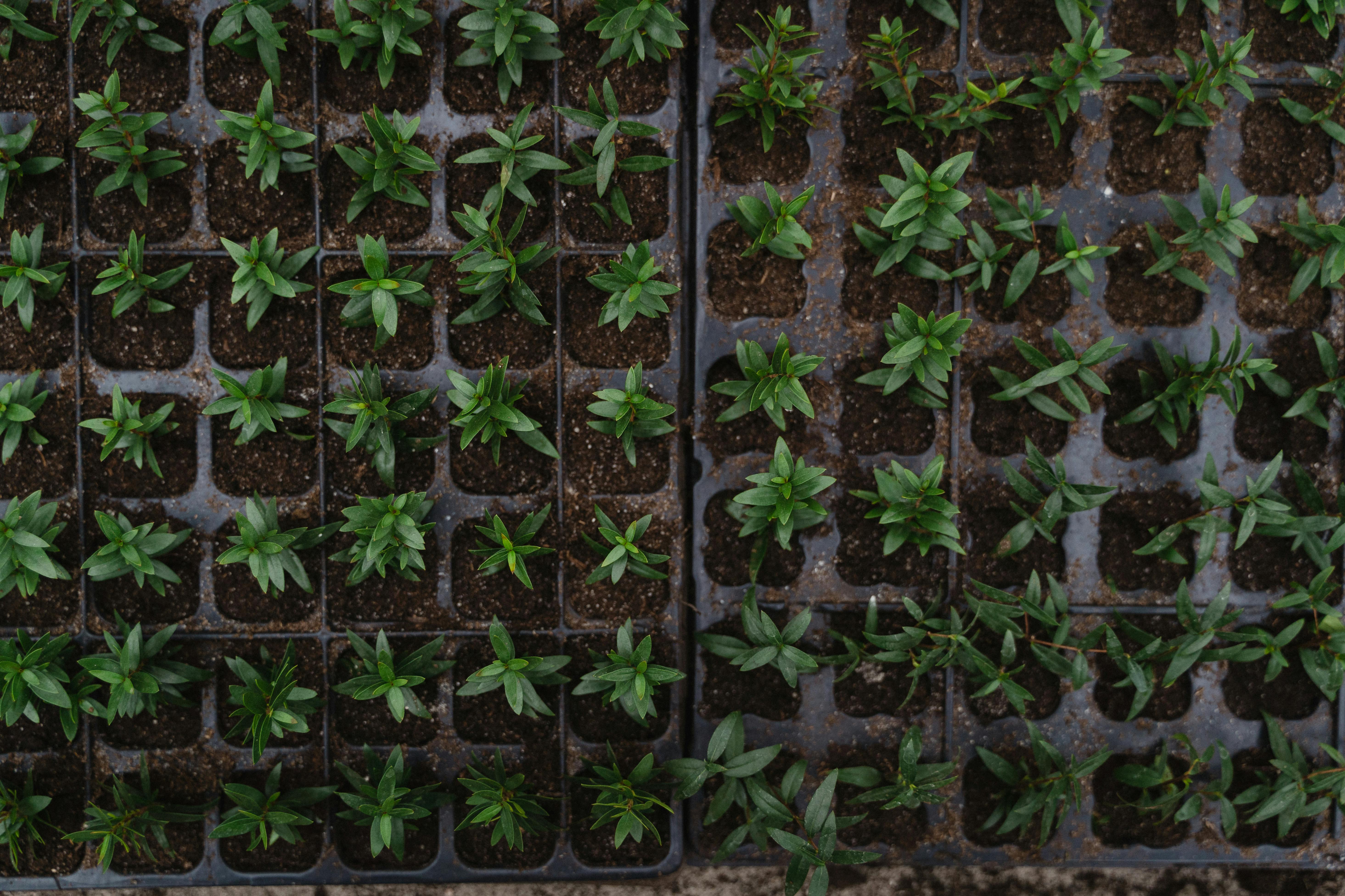 Beyond the Basics: The Science of Pruning and Secret of Perfect Cuts