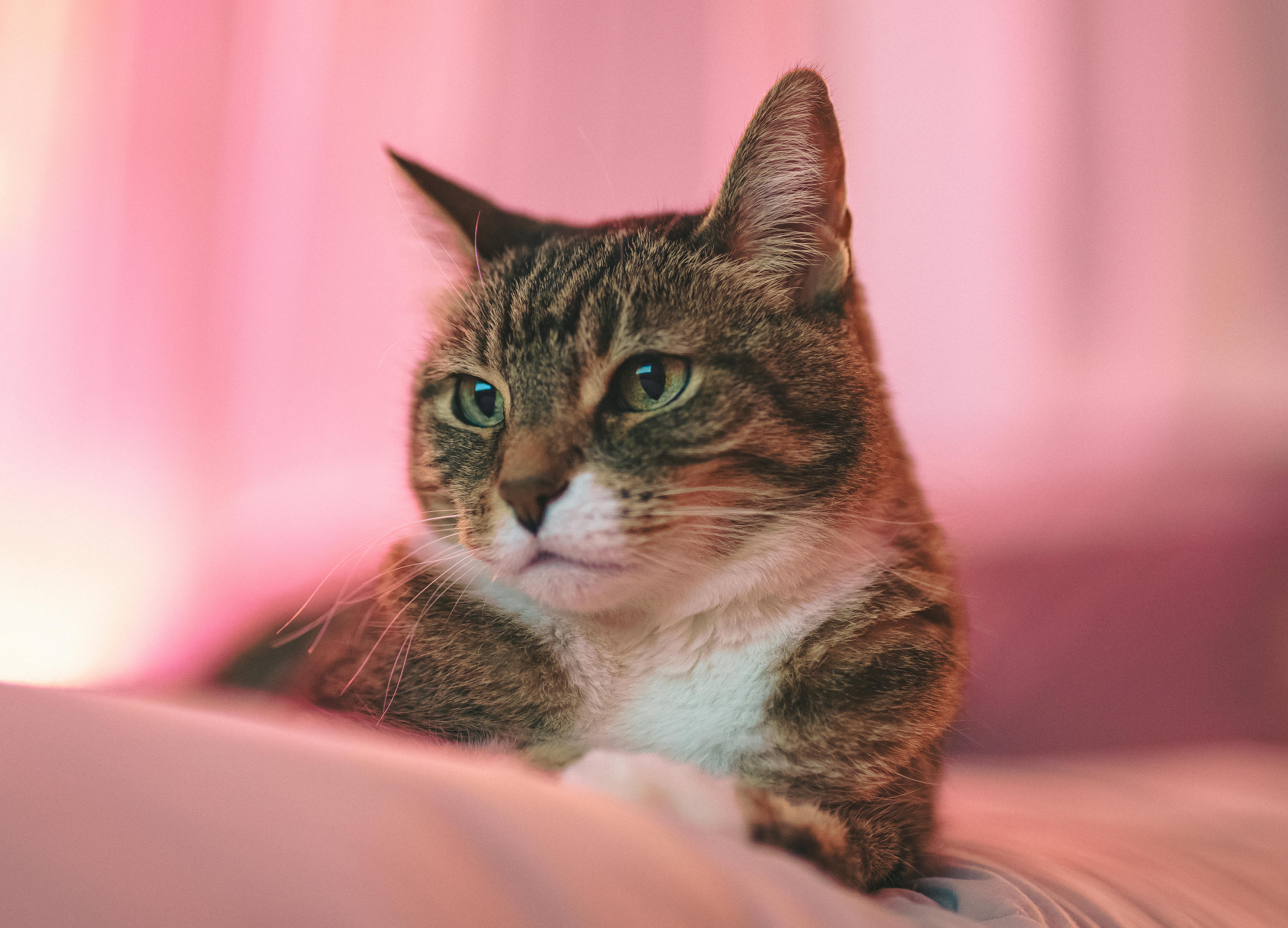 The Future of Feline Fun: 2026’s Top Automatic and Robotic Cat Toys
