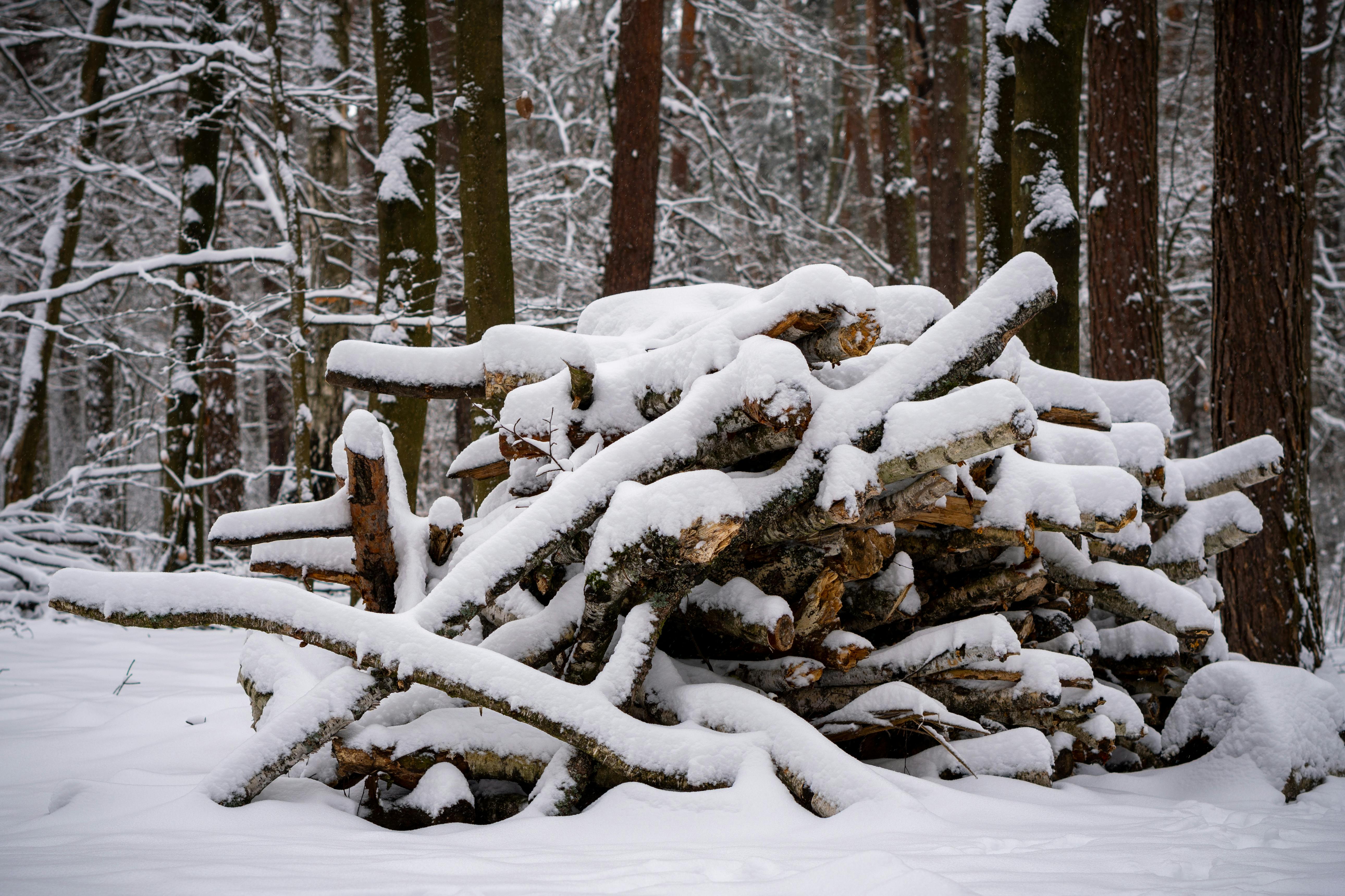 The Winter Survival Guide: Keeping Tropicals and Succulents Thriving When the Sun Quits