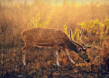 Corbett Nainital Tour