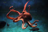 Octopus Digital Logo