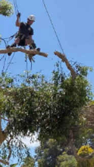 Cape Tree Service - Top Rated  in Mira Mar WA