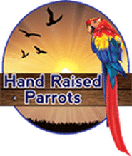 Hand Raised Parrots - Directory Logo