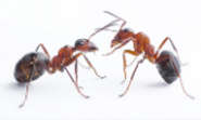 Ants Control Melbourne - Directory Logo