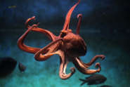 Octopus Digital - Directory Logo