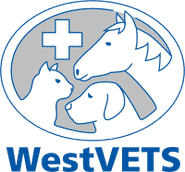 Westvets Veterinary Clinic — Anstead, QLD