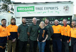 Brisbane Tree Experts