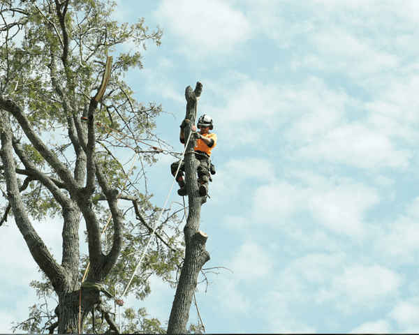 Brisbane Tree Experts - Home Services In Brisbane City