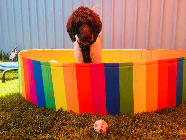 Doggie Playmates Daycare and Grooming - Pet Groomers In Tweed Heads