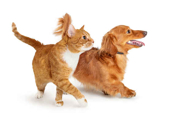 Pets Get Physical - pet care sydney - Dog Walkers In Silverwater