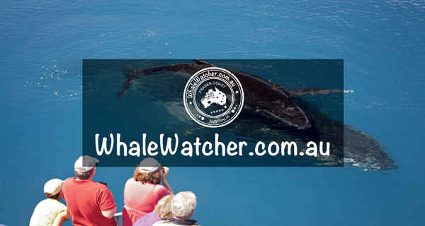 WhaleWatcher.com.au - Travel & Tourism In Torquay