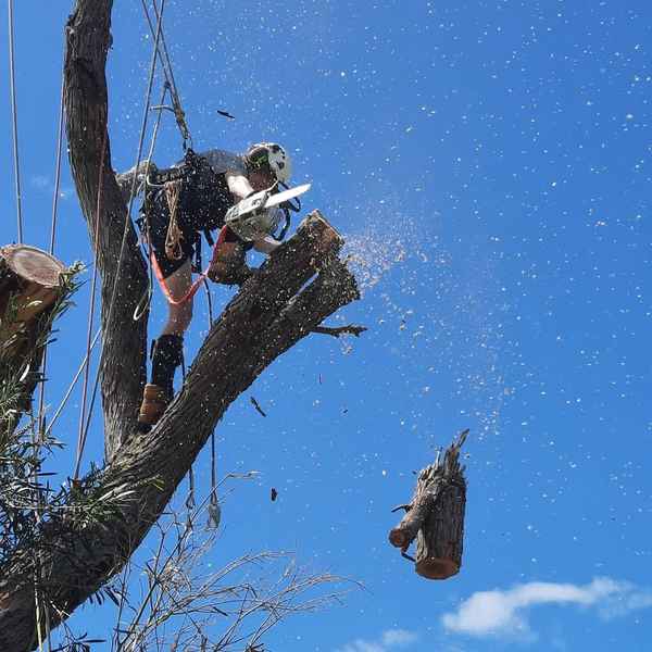 Cape Tree Service - Tree Surgeons & Arborists In Mira Mar