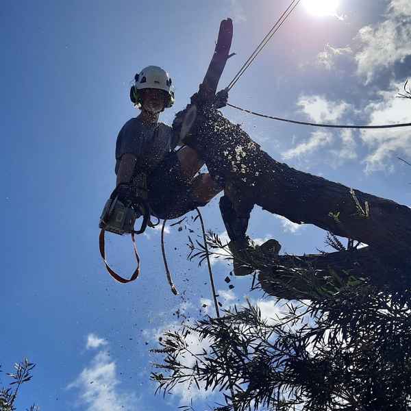 Cape Tree Service - Tree Surgeons & Arborists In Mira Mar