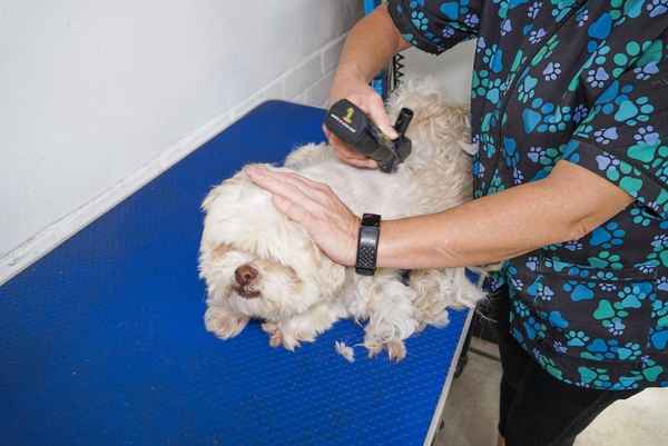 Bubbly Paws Dog Grooming - Pet Groomers In Quinns Rocks