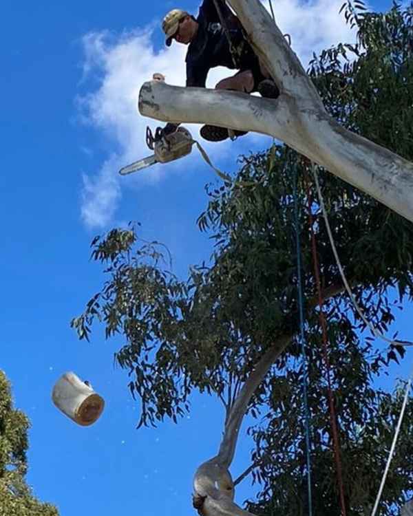 Cape Tree Service Albany - Tree Surgeons & Arborists In Mira Mar