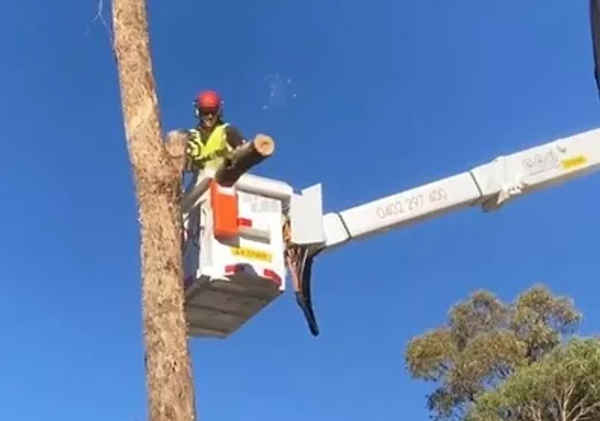 Country to Coast Tree Services - Tree Surgeons & Arborists In Riddells Creek 3431