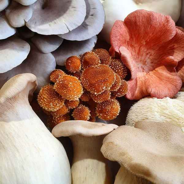 The Mushroom Connection - Farming In Scotchmans Lead