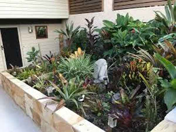 Premium Gekko Garden Maintenance Brisbane - Gardeners In Ferny Hills