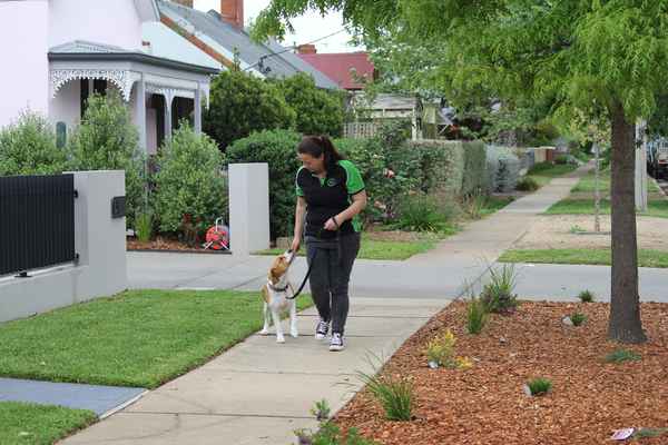 Your Dog and You - Pet Trainers In Wagga Wagga