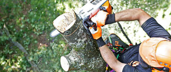 Arbator Tree Services - Tree Surgeons & Arborists In Warrnambool