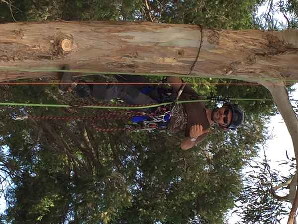 Arbator Tree Services - Tree Surgeons & Arborists In Warrnambool