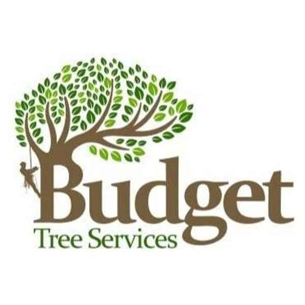 Budget Tree Removal Brisbane - Tree Surgeons & Arborists In Virginia