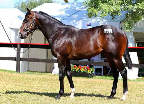 Regal Bloodstock - Horses & Equestrians In Randwick