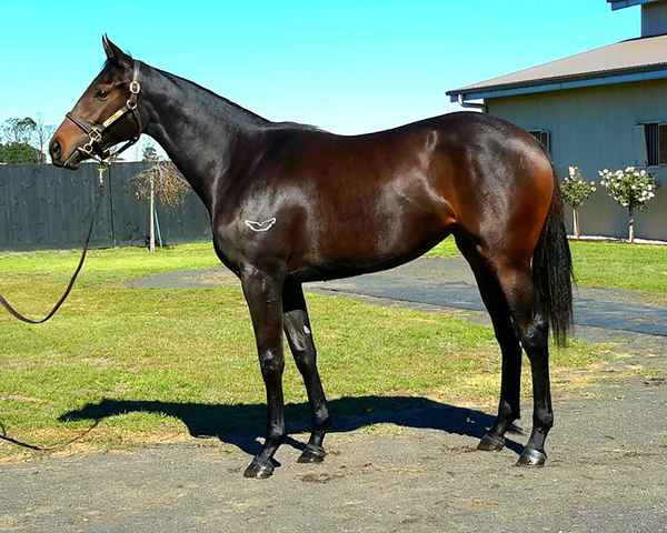 Regal Bloodstock - Horses & Equestrians In Randwick