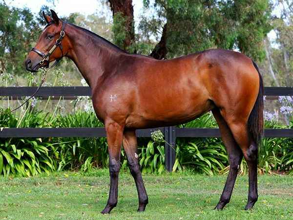 Regal Bloodstock - Horses & Equestrians In Randwick