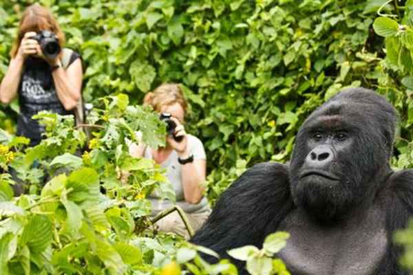 Gorilla Holidays - Tours In Melbourne