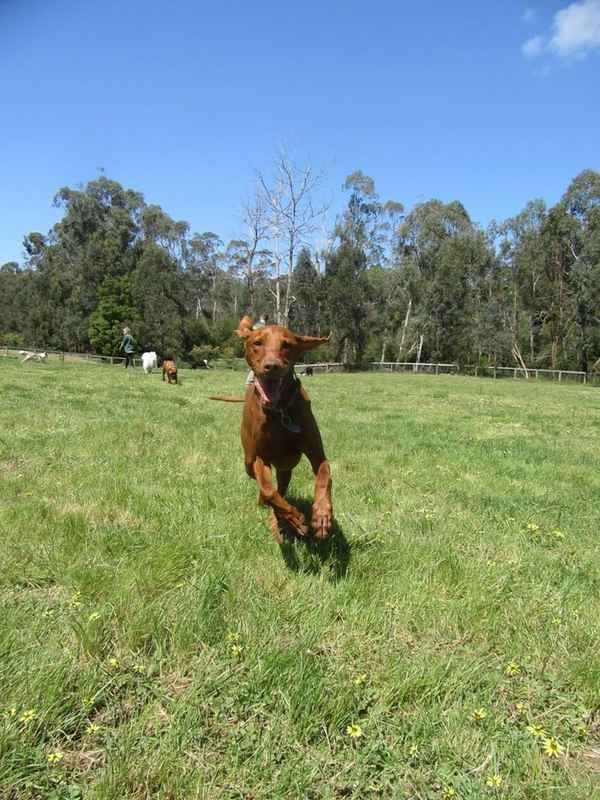 Dogdayz Country Clubs - Pet Groomers In Warrandyte