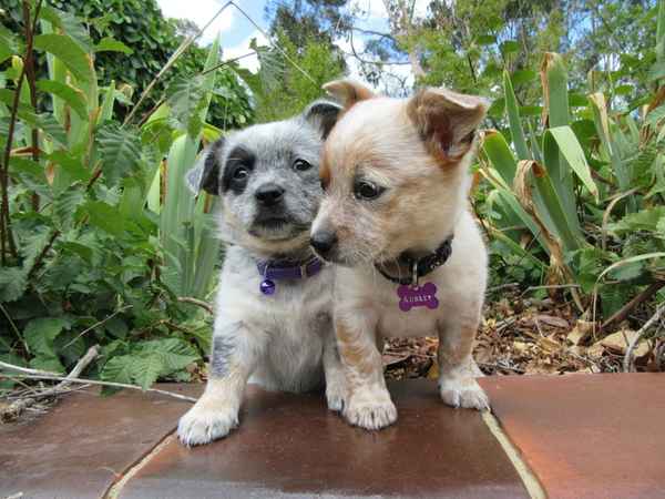 Dogdayz Country Clubs - Pet Groomers In Warrandyte