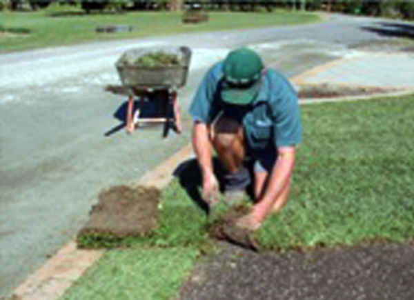 Daleys Turf - Gardeners In Bells Creek