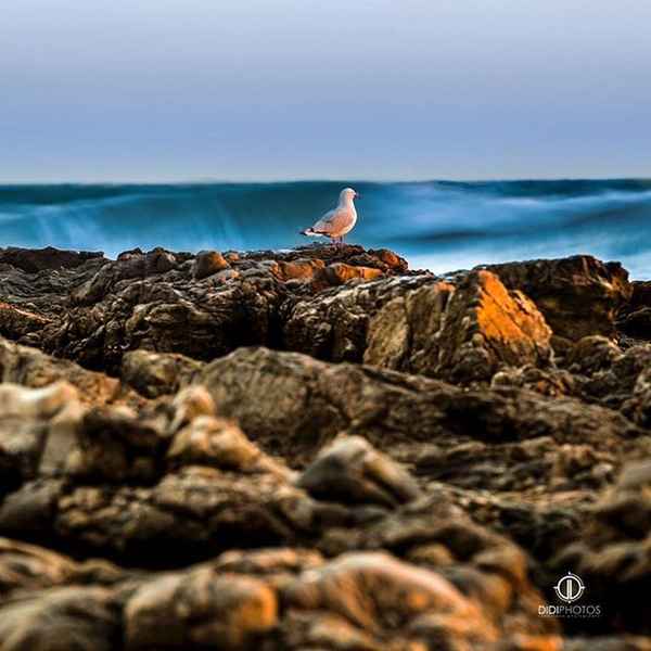 DIDI Photos South Australia - Photographers In Kanmantoo