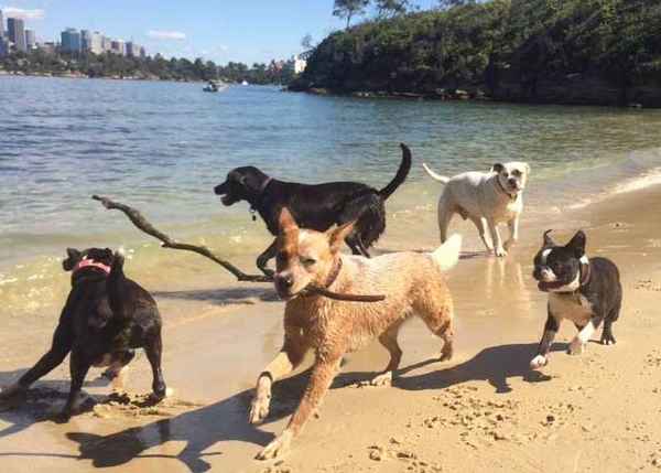 Mad Dogs and Englishmen Ryde - Dog Walkers In North Ryde