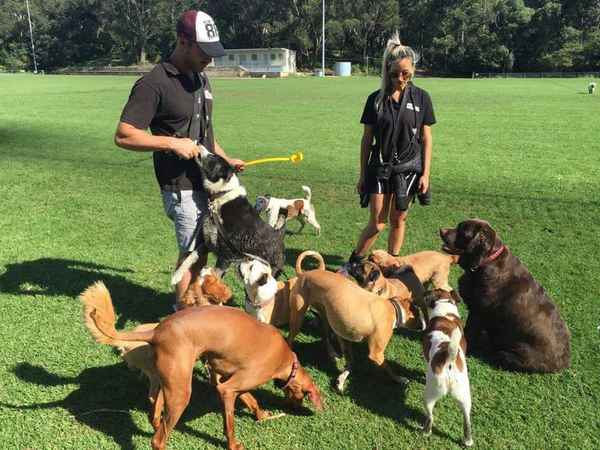 Mad Dogs and Englishmen Ryde - Dog Walkers In North Ryde