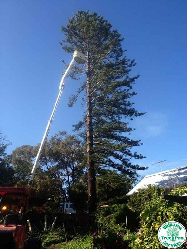 Williams Tree Pro Services - Tree Surgeons & Arborists In Banjup