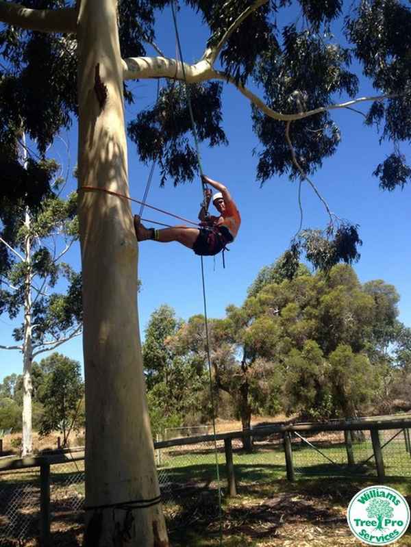 Williams Tree Pro Services - Tree Surgeons & Arborists In Banjup