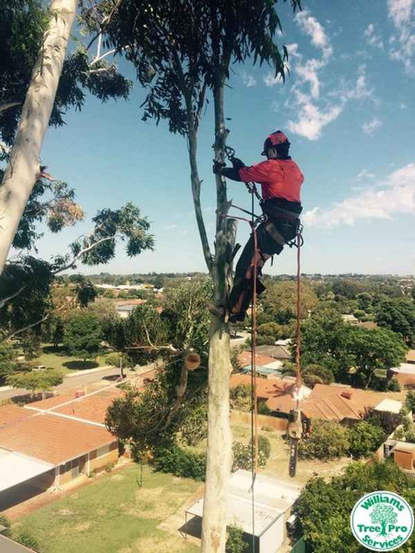 Williams Tree Pro Services - Tree Surgeons & Arborists In Banjup