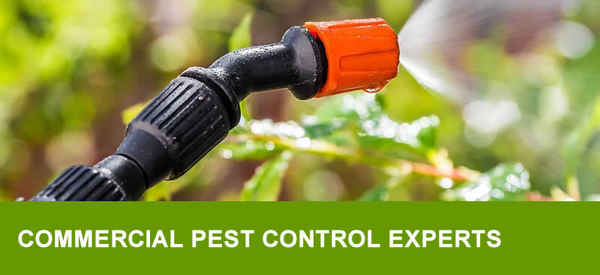 NO1 Pest Control Brisbane - Pest Control In Brisbane City