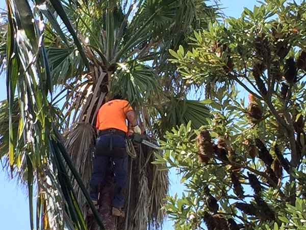 Tree Solution NSW Pty Ltd - Tree Surgeons & Arborists In Rainbow Flat