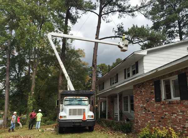 Eco Tree Removal Brisbane - Tree Surgeons & Arborists In Milton