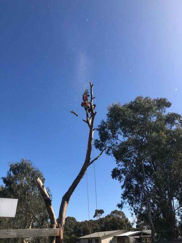 Cape Tree Service - Tree Surgeons & Arborists In Mira Mar