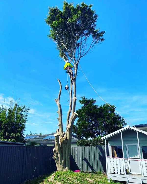 Sydney Wide Tree Cutting - Tree Surgeons & Arborists In Greenacre