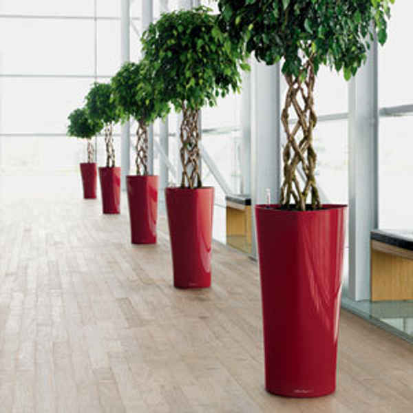 Foliage Indoor Plant Hire - Gardeners In Hawthorn