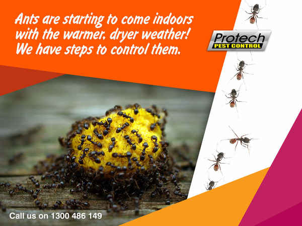 Protech Pest Control - Pest Control In Campbellfield